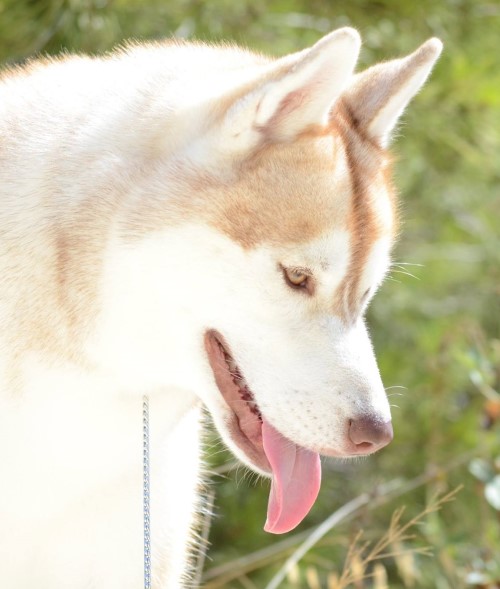 Husky Siberiano Akira, ejemplar de Luna Siberiana Kennel