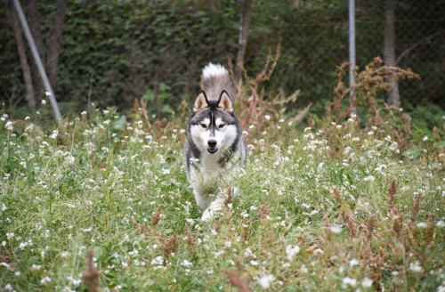 Husky Siberiano corriendo al aire libre