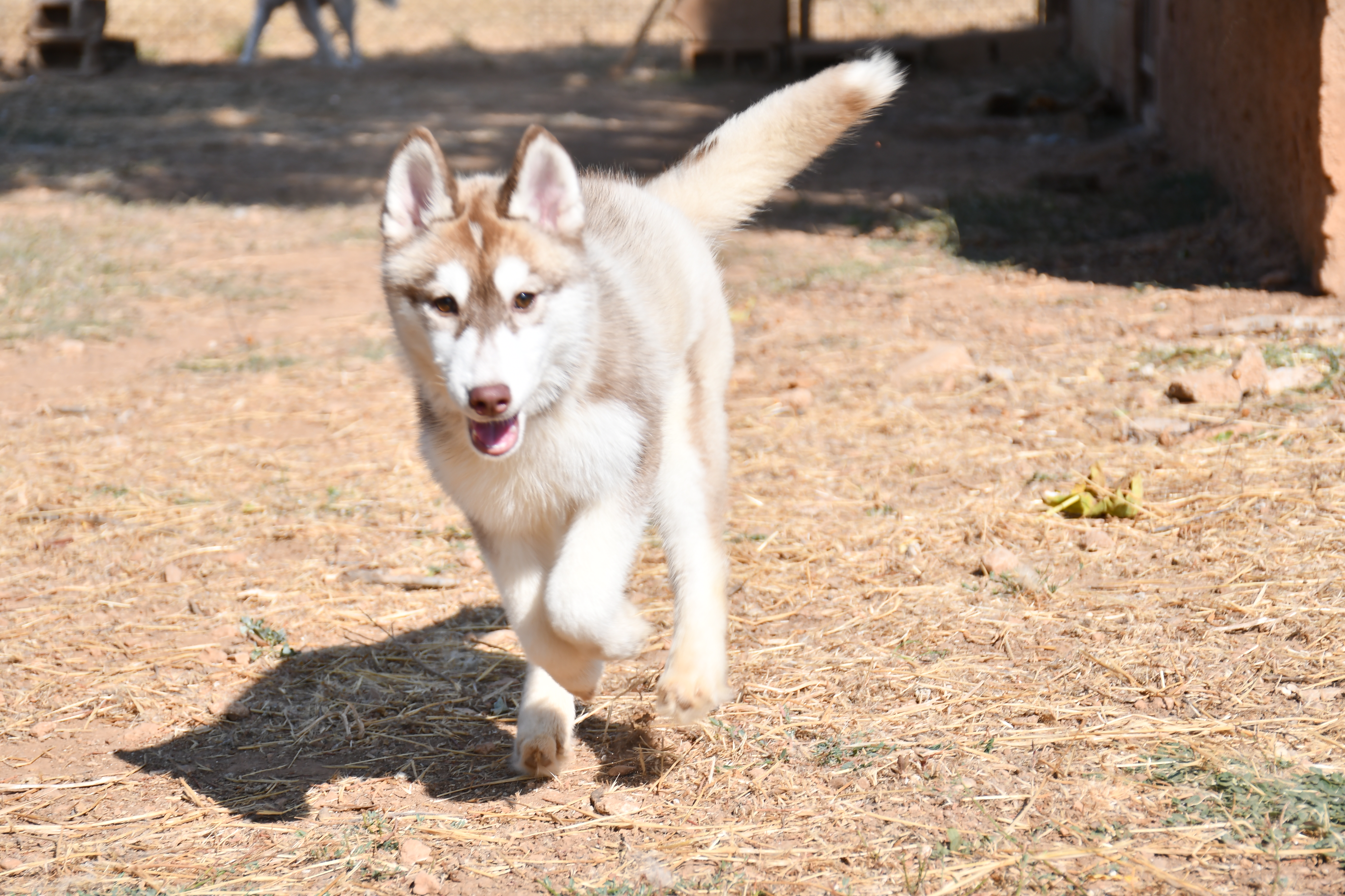 Cachorro Siberian Husky en venta