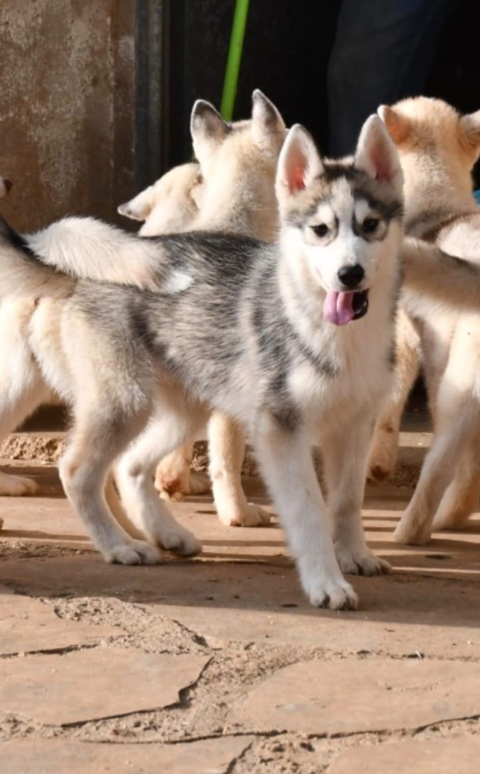 Cachorro Siberian Husky en adopción
