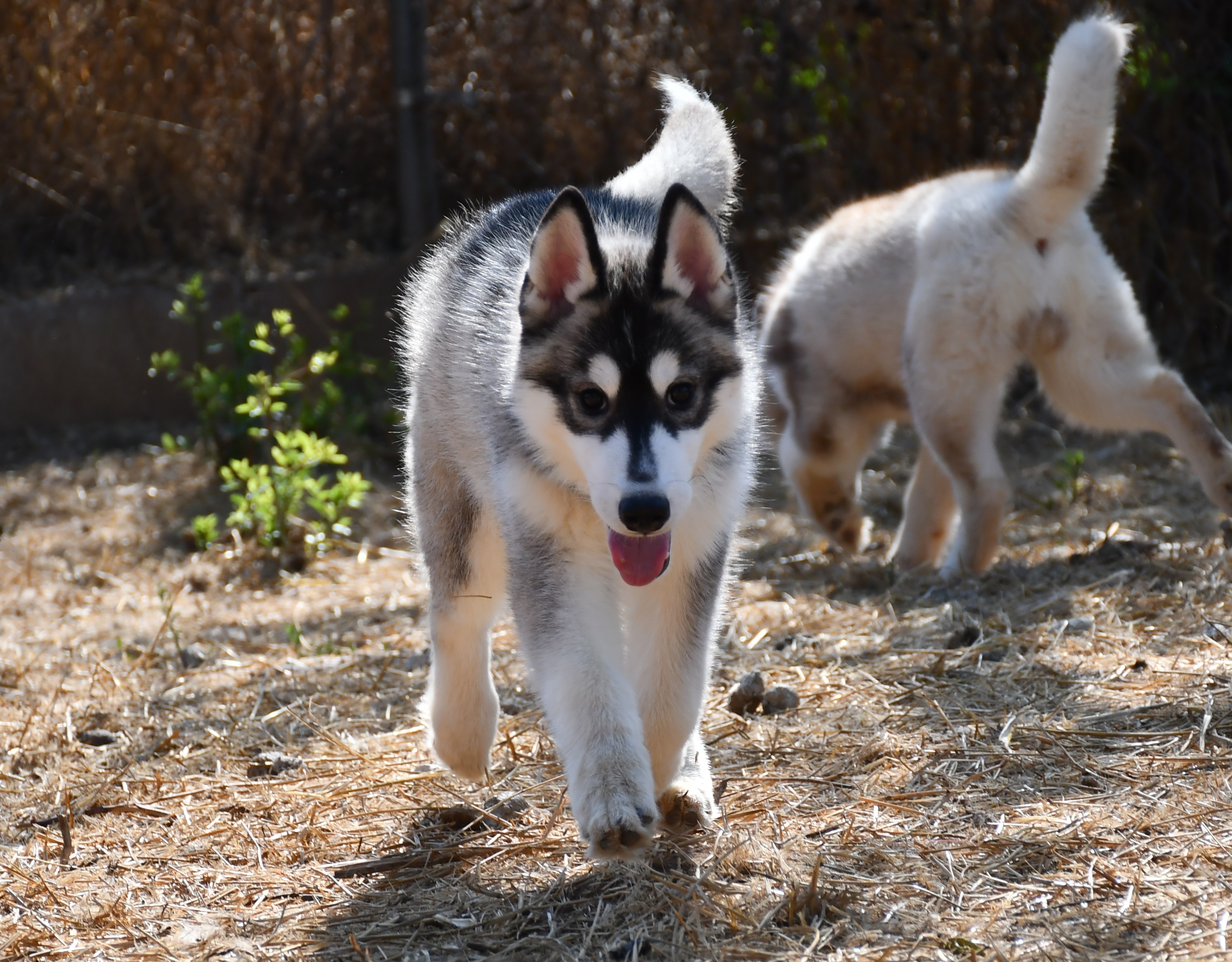 Cachorro Siberian Husky en venta