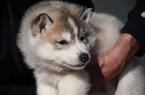 Cachorro Husky Siberiano en brazos