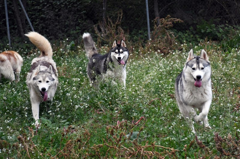 Manada de Huskys Siberianos de Luna Siberiana Kennel