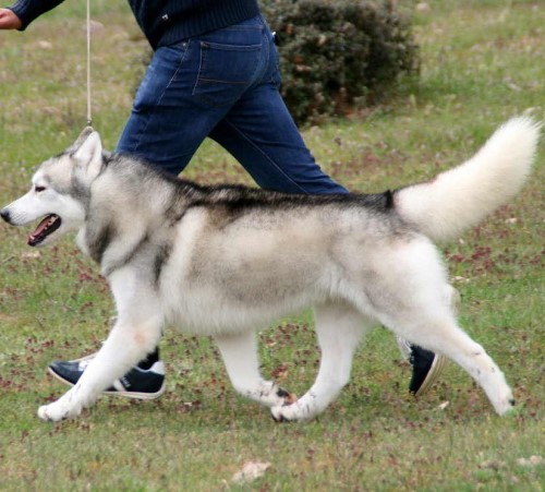 Husky Siberiano adulto, características de la raza