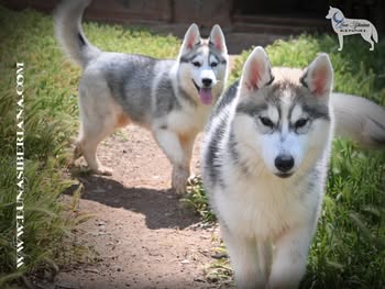 cachorro siberian husky criadero españa