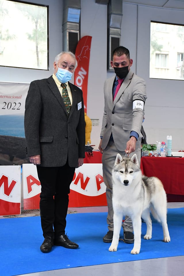 cachorro siberian husky criadero españa