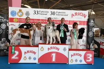 siberian husky competicion ganador