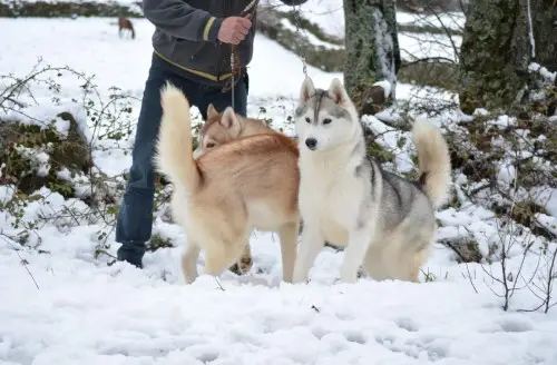 siberian husky en la nieve